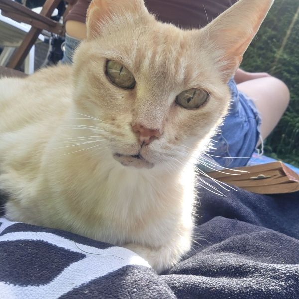 Lieve