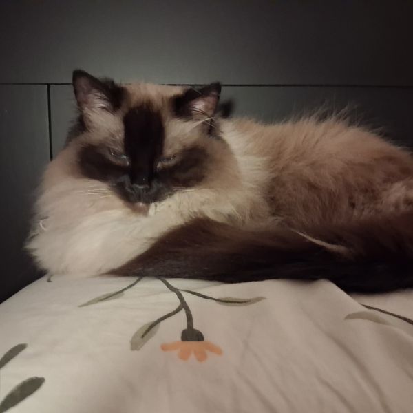 Fluffy