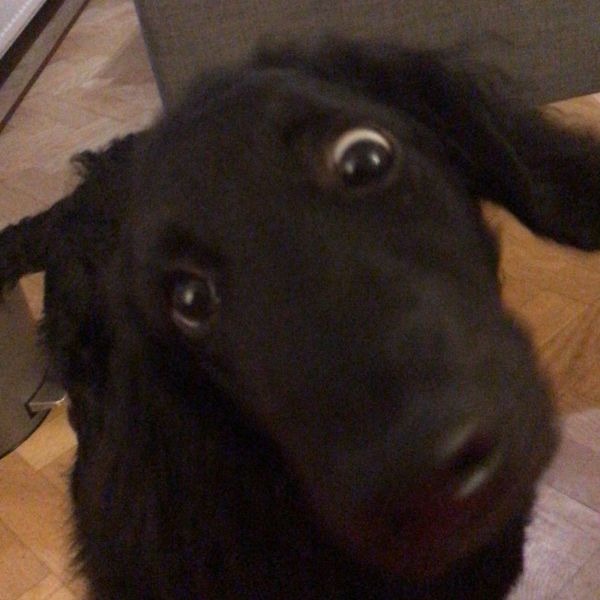 Buddy