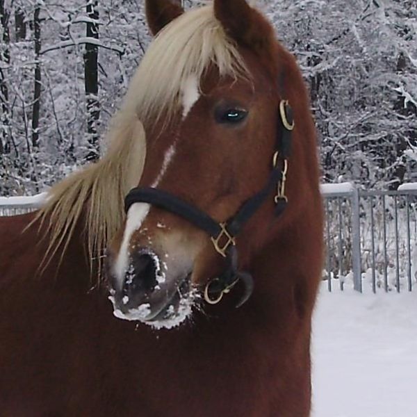 Radja