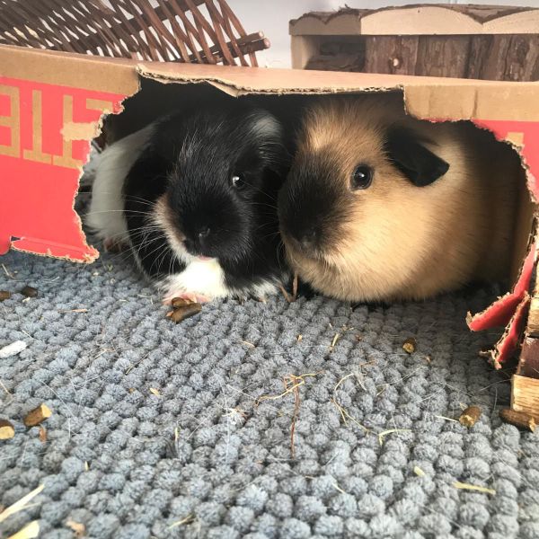 Charlie &amp; Muffin