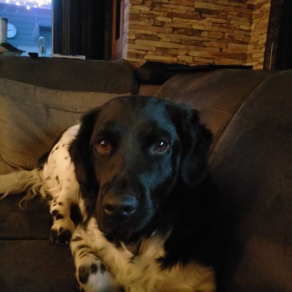 Buddy