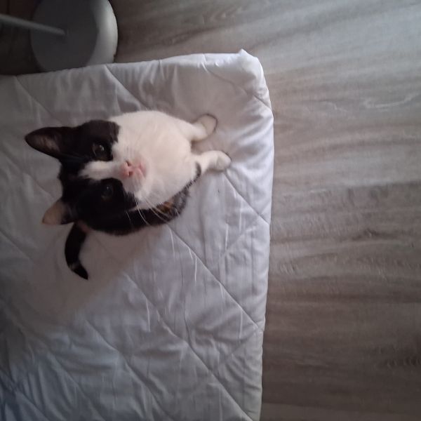 Lidy