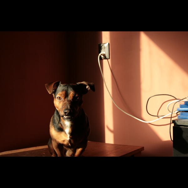 Dobby