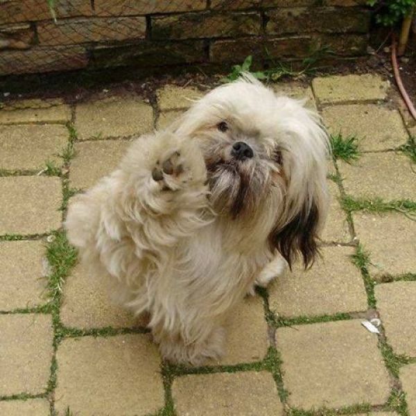 Gizmo