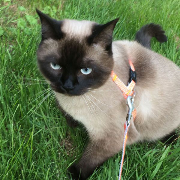 Muis