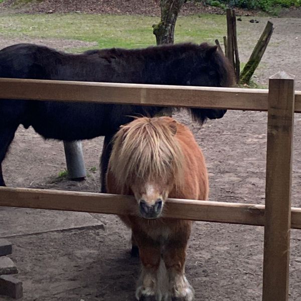 Petertje en Mickey