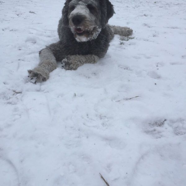 Buddy