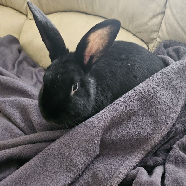 Pimmie