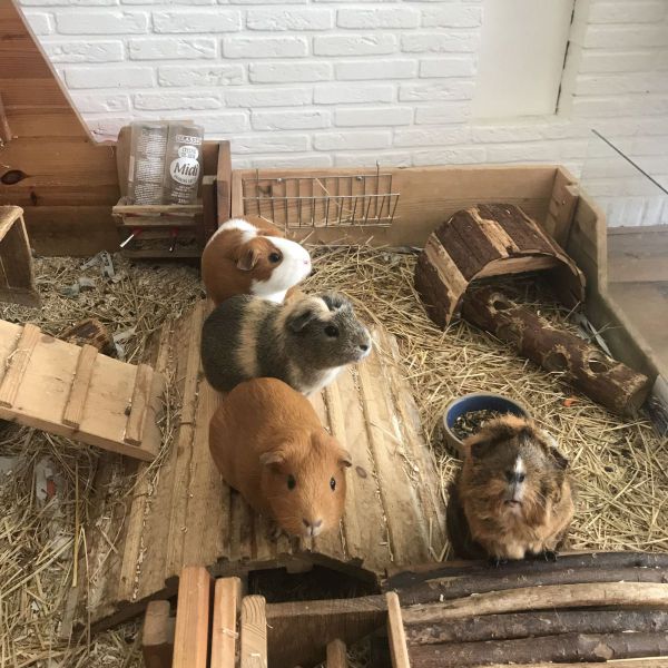 Eddie, Muis, Borstel en Roos