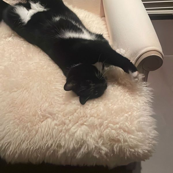 Bowie