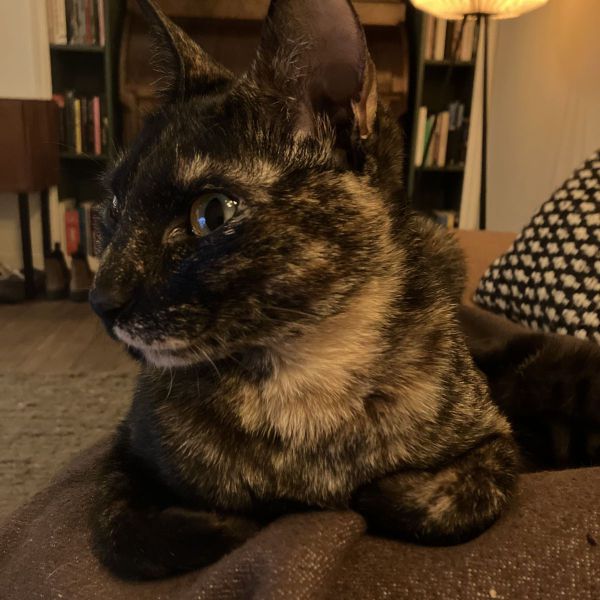 Cato