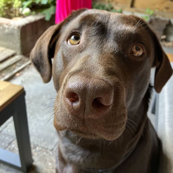 Bobbie