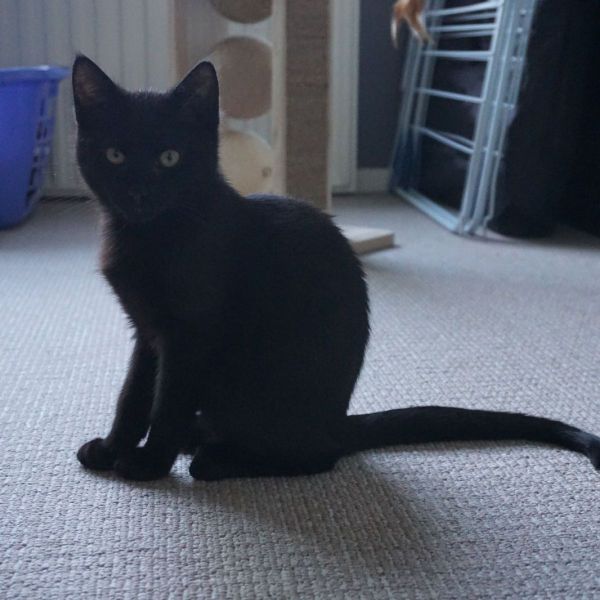 Ombra