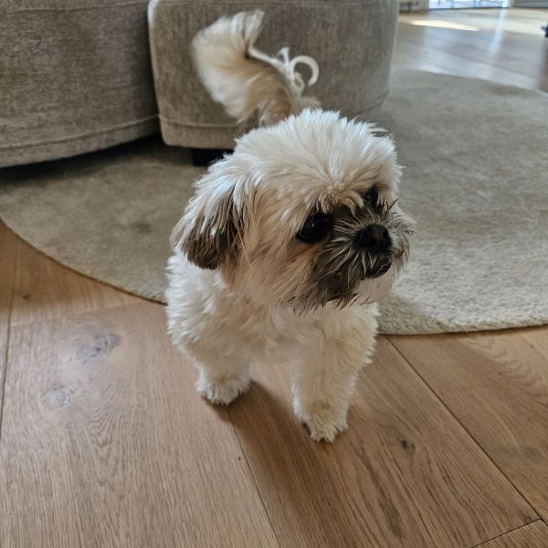 Bo