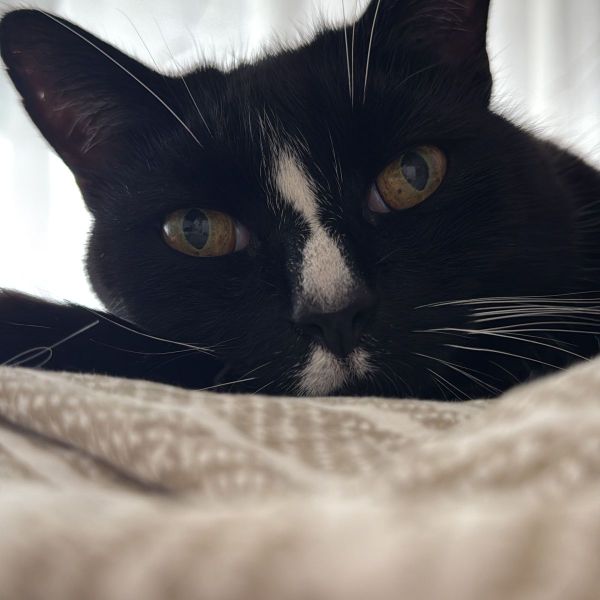 Felix