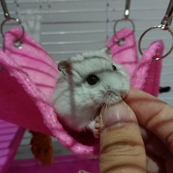 LuLu
