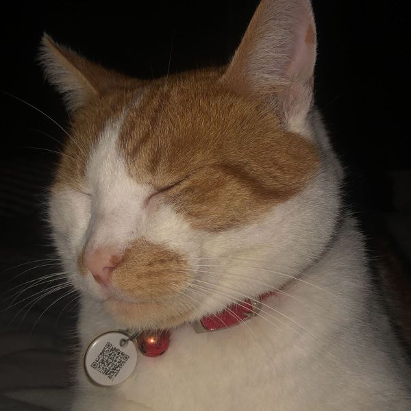 Balfie