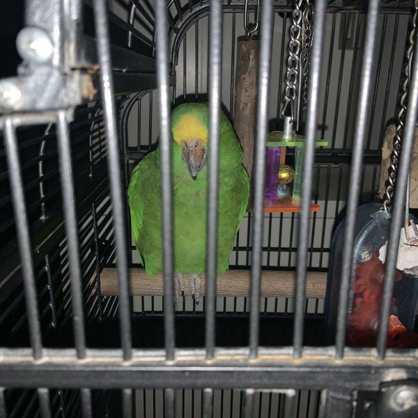 Chico