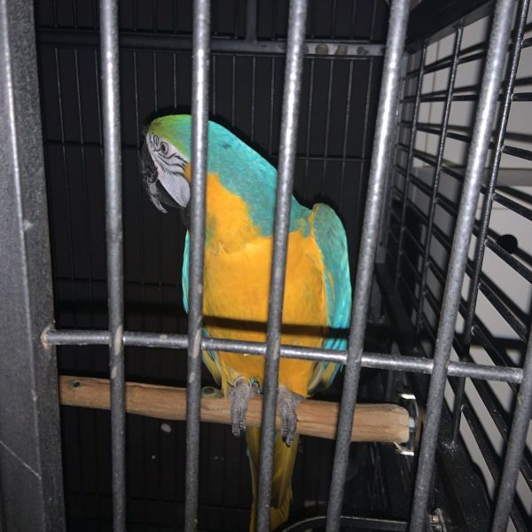 Djixi