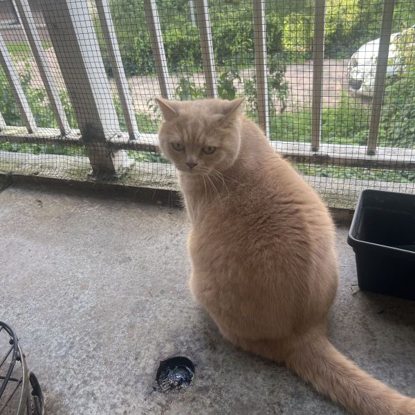 Simba