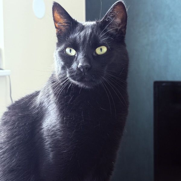 Zuko