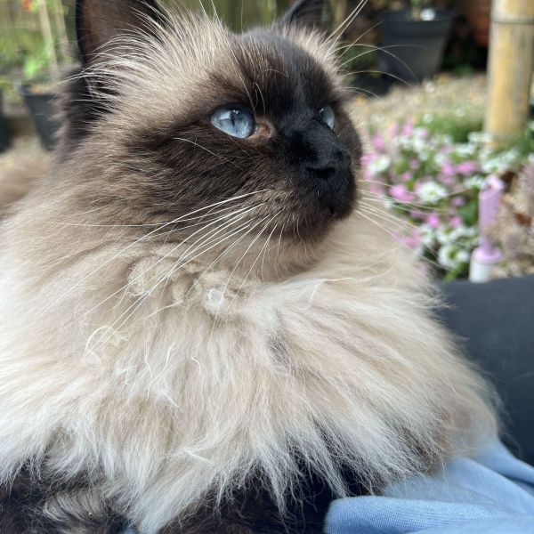 Boris