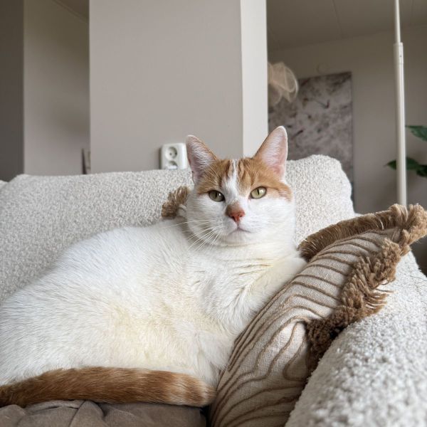 Léo