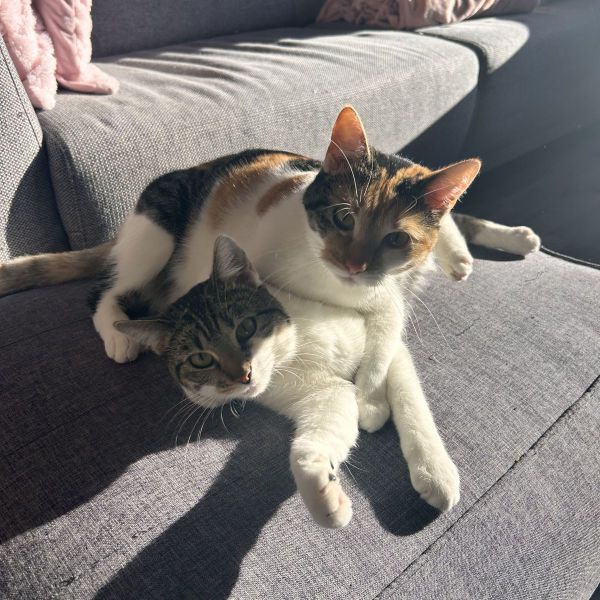 Millie (onder) en Rue (boven)