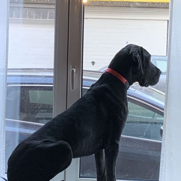 Lyla