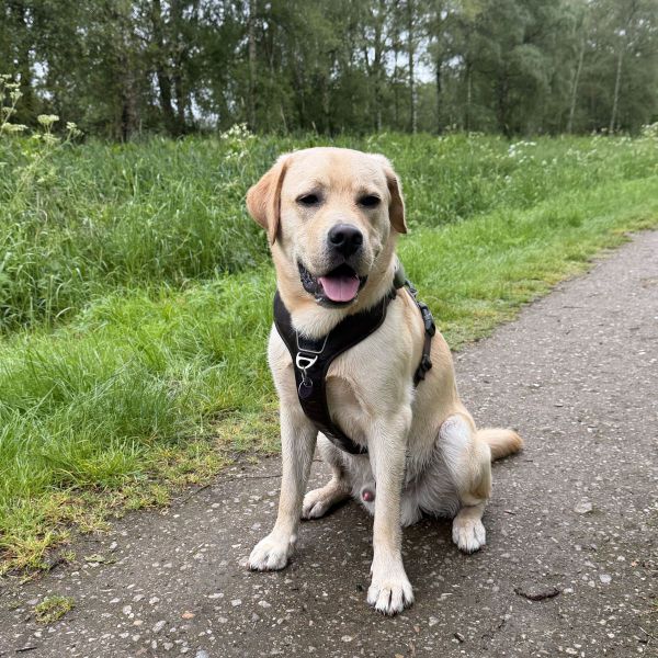 Archie