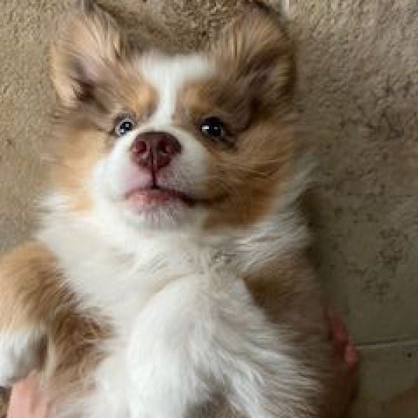 Sammie