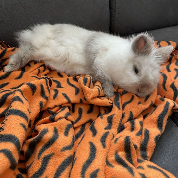 Nova