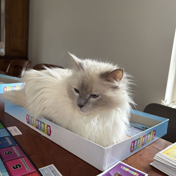 Prinses