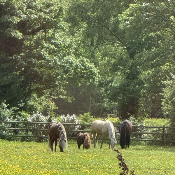 Paarden honden katten