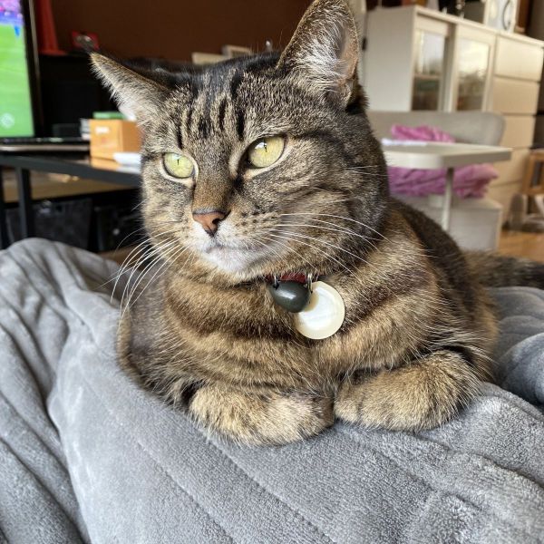 Tascha