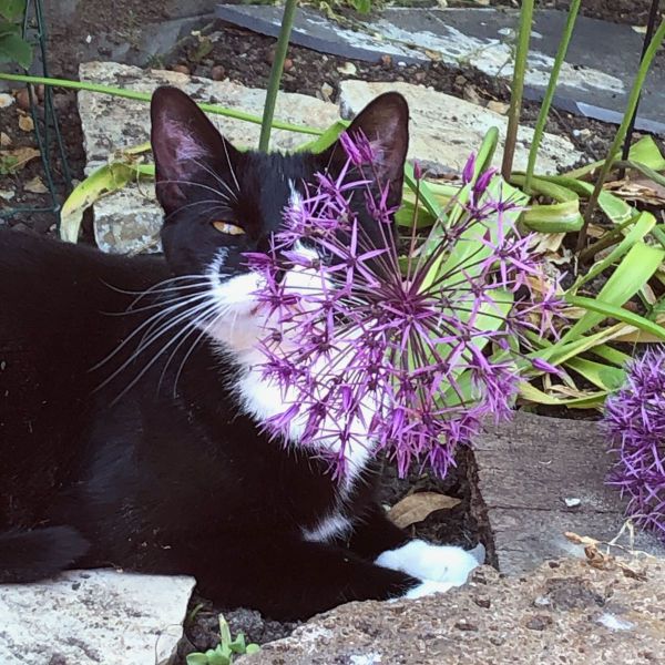 Minou