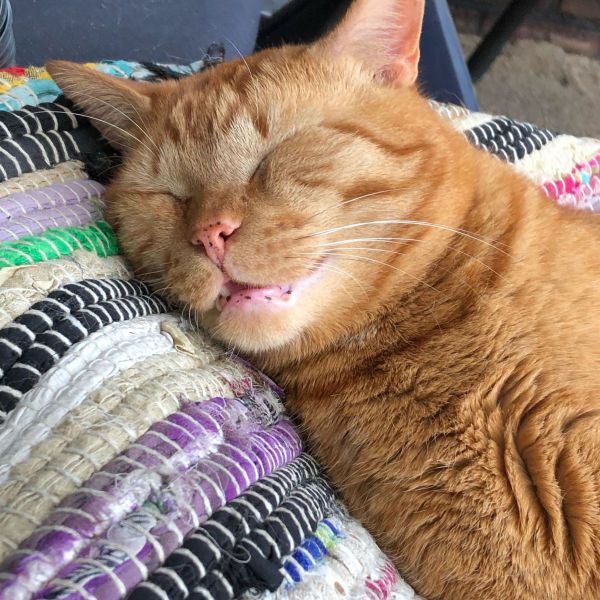 Gizmo
