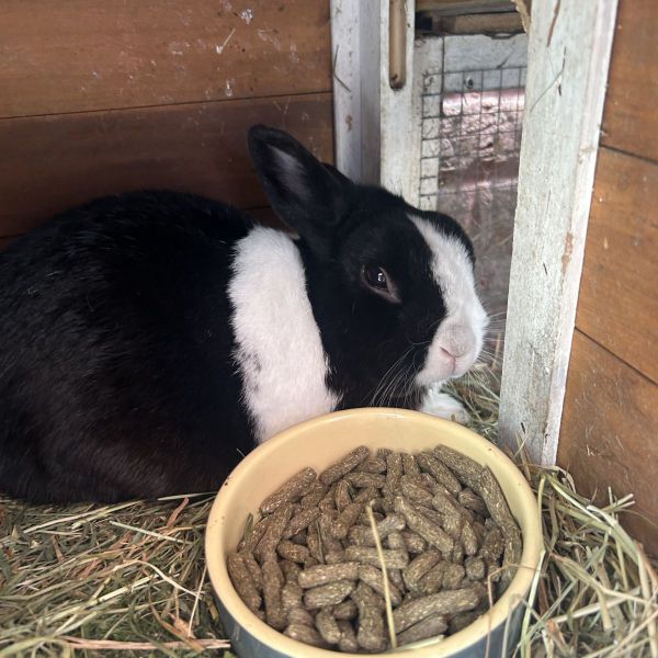 Coco