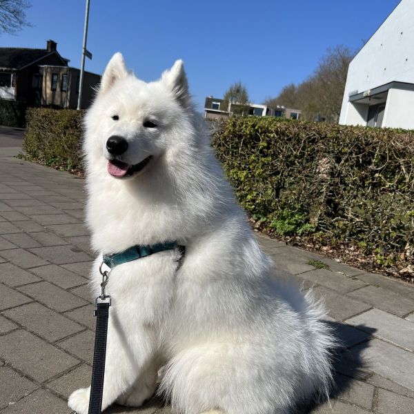 Nacho