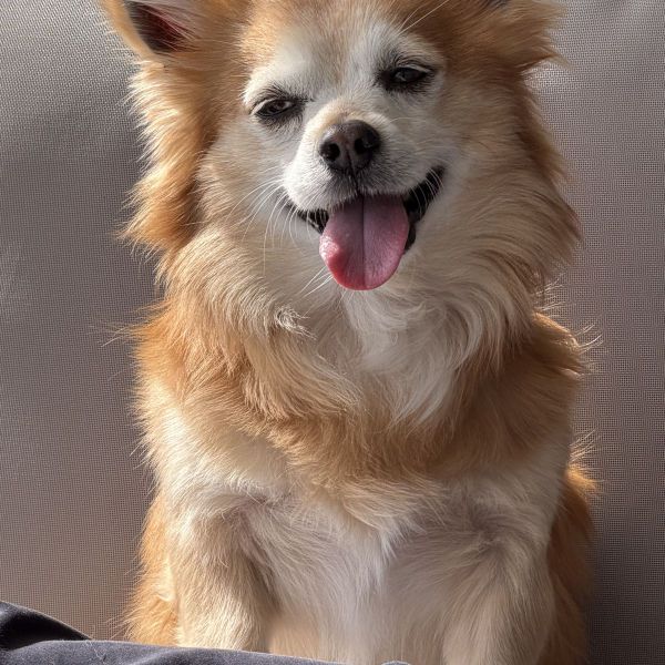 Simba