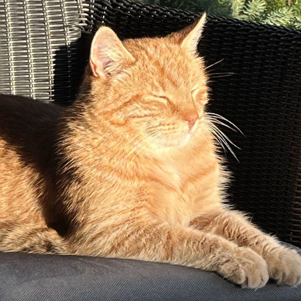 Luka