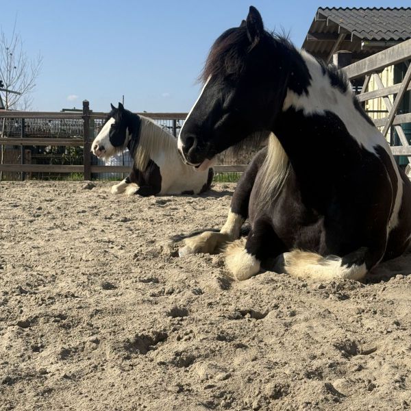 Indy en Fien