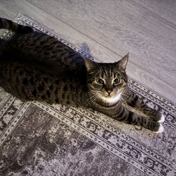 Findik