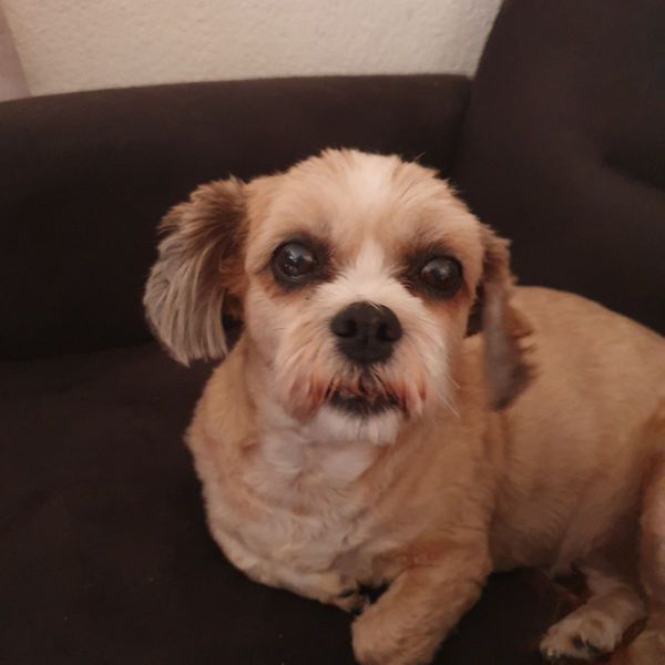 Bibi