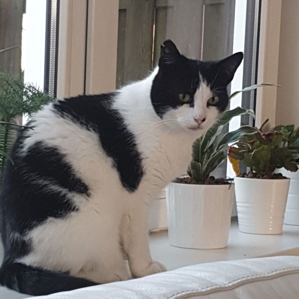 Tim