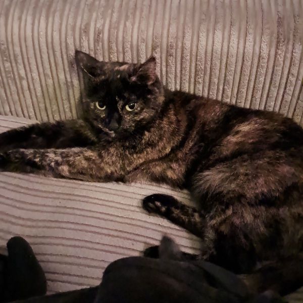 Lizzy