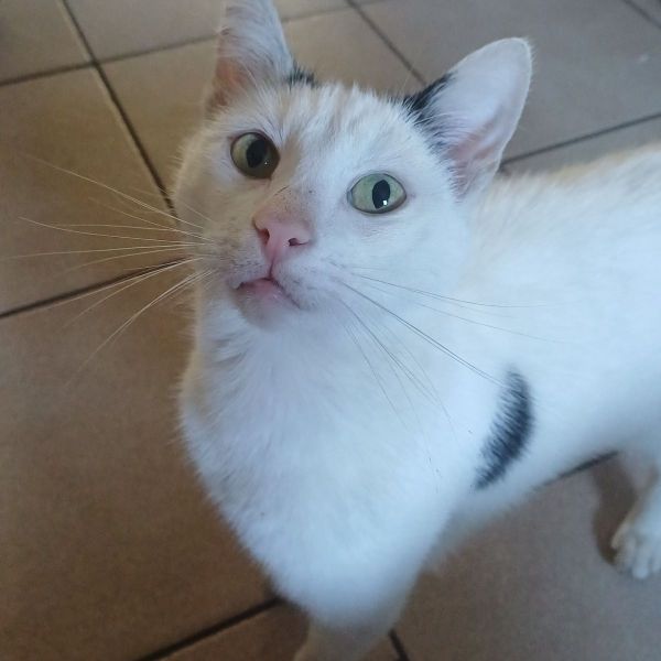 Pluisje