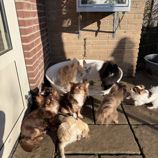 Zoëy Mylo Indy Yuki Ylvi Joy Suzy Lyna Toby Kayo