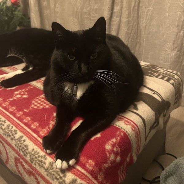 Kater